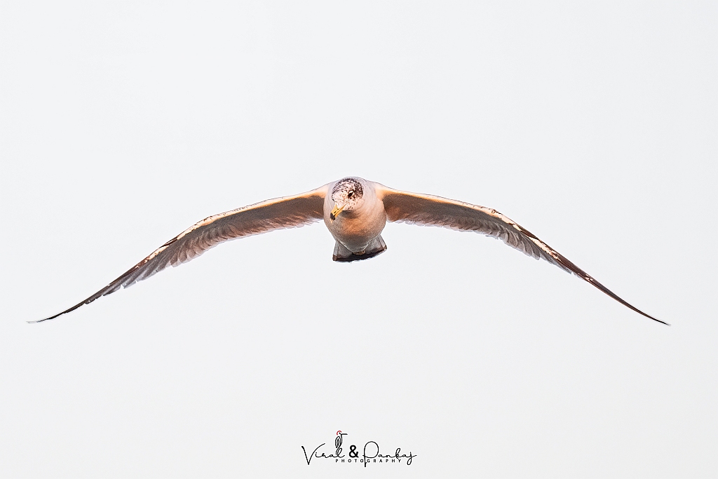 Great Black-headed Gull